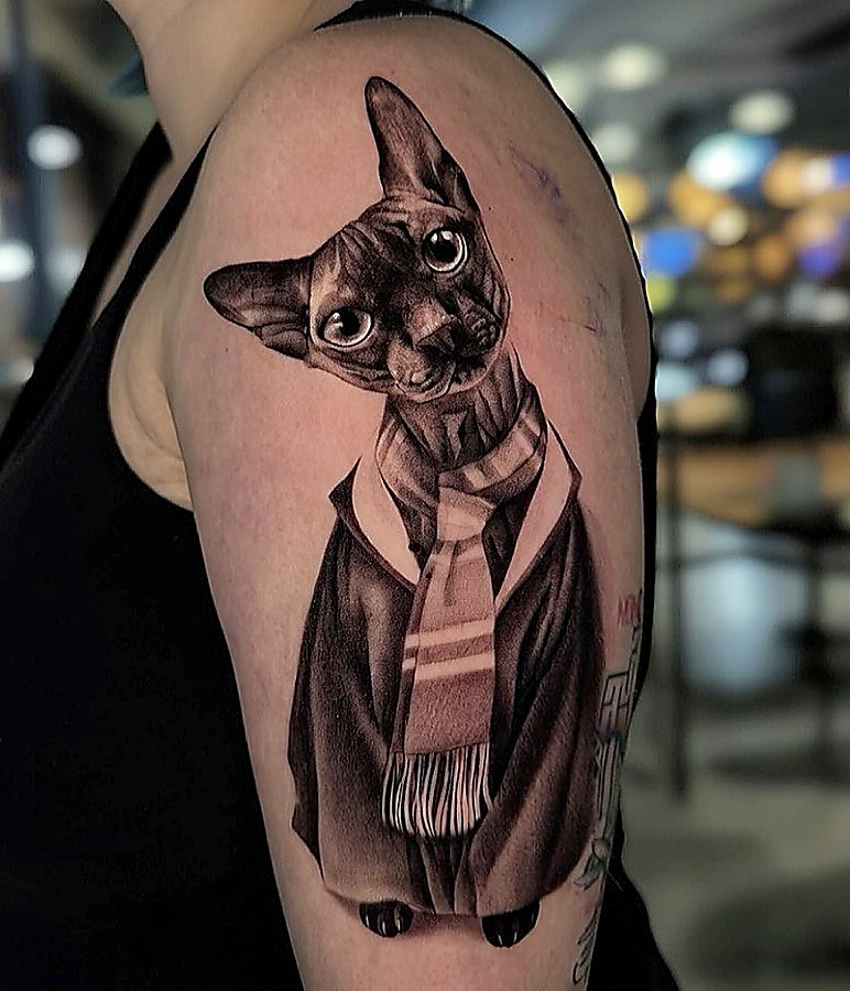 Gatto Sphynx